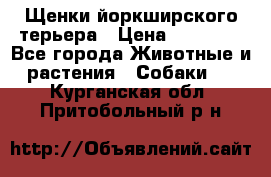 Щенки йоркширского терьера › Цена ­ 20 000 - Все города Животные и растения » Собаки   . Курганская обл.,Притобольный р-н